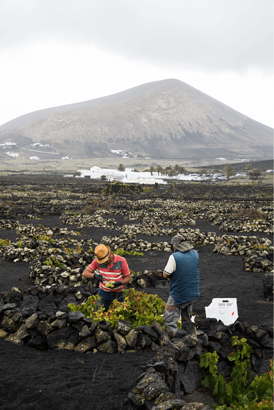Lanzarote vineyards